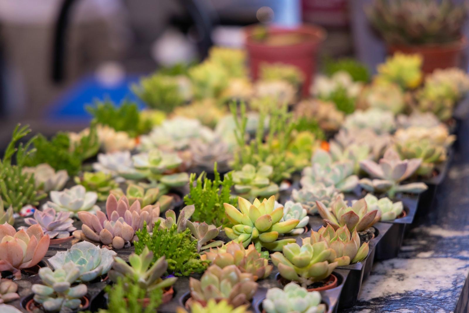 【療癒系多肉盆栽・掌心裡的小森林】